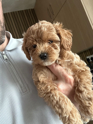 Cocka poo puppies
