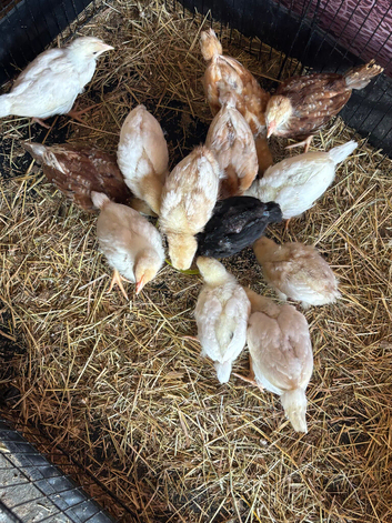 2 weeks old hybrid chicks