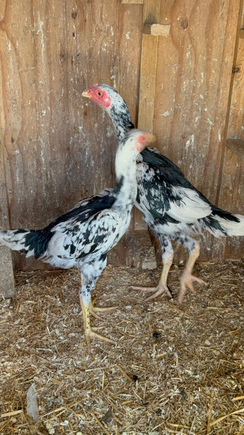 Pair of Shamo game birds