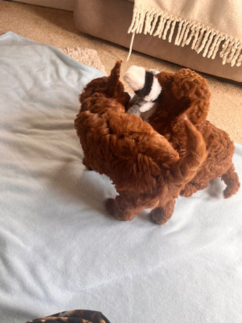 *Ready now*Dark Red Cavapoo Puppies