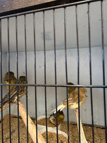 Gloster canary&rsquo;s