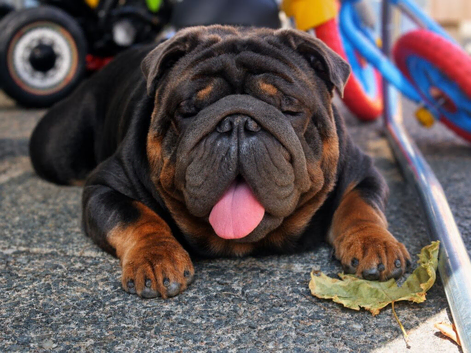 Proven Blue & Tan KC Bulldog