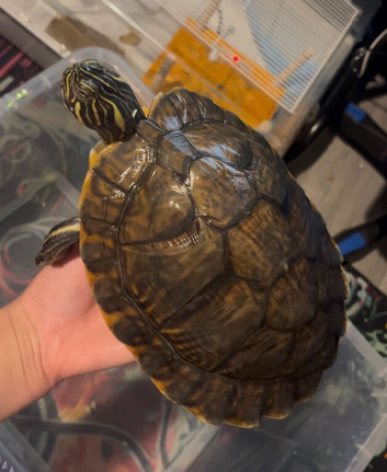 Stunning turtles