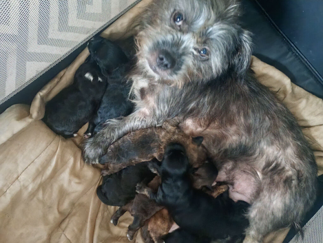 Jack-poo puppies