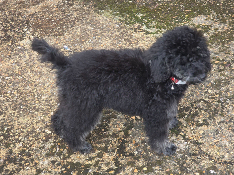 Miniature Poodle for rehoming