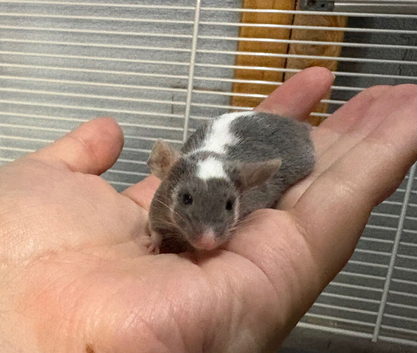 Really friendly baby male fancy mouse with full set up