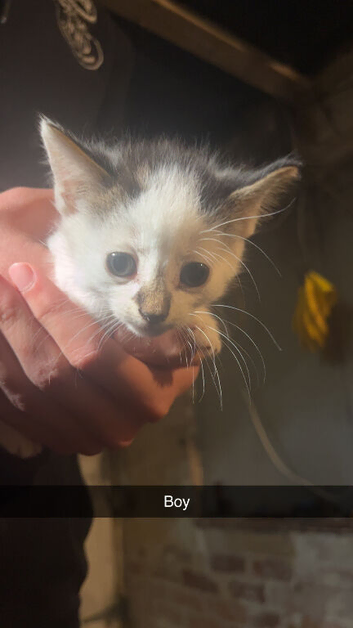 Mixed kittens