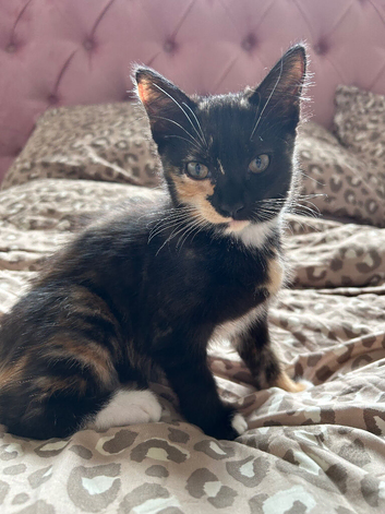 female 10 weeks kitten
