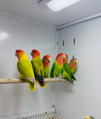 Love birds