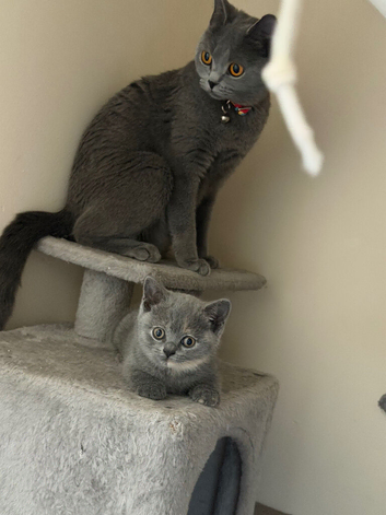 British shorthair