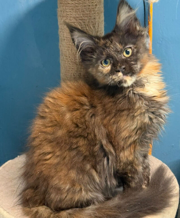 Stunning TICA Registered Maine Coon Kittens