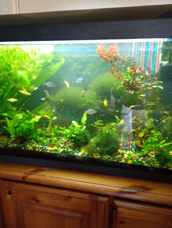 Tropical fish tank