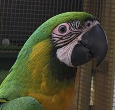 Miligold Macaw