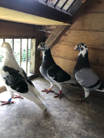2 cocks and 2 hens Jan Ardens