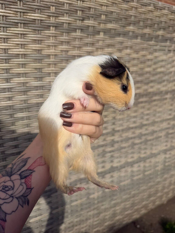 Baby guinea pigs for sale