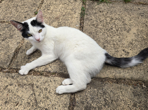Beautiful young neutered male cat