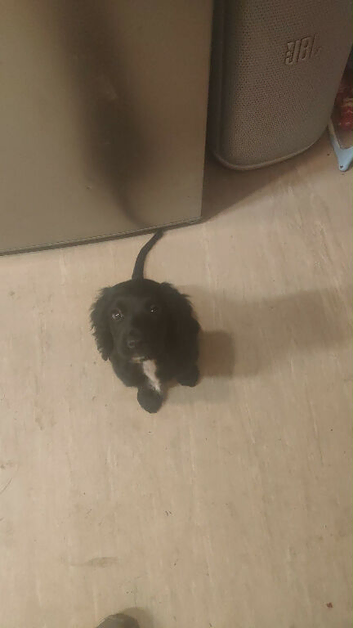 Rehome / price negotiable