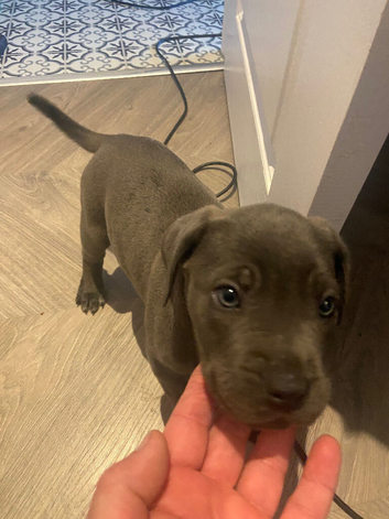 3 gorgeous cane corso girls available