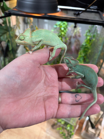 Male CB26 Yemen Chameleon Baby