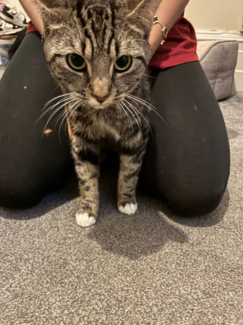 Free domestic cat