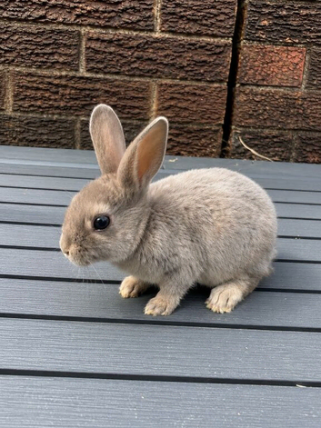 Smoky Pedigree Standard Rex Bunny