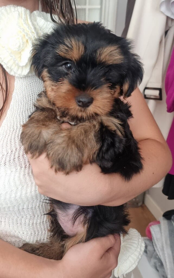 3 Beautiful boys available to leave now