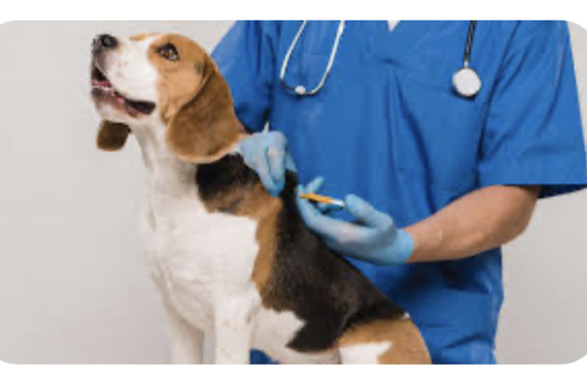 Microchipping services