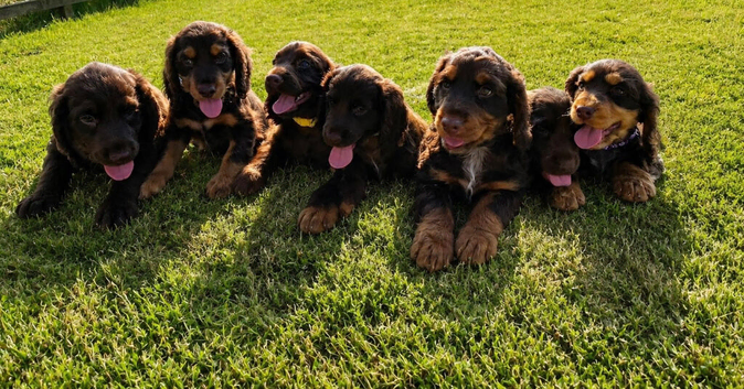 Stunning litter of Chocolate and Tan Cocker Spaniels