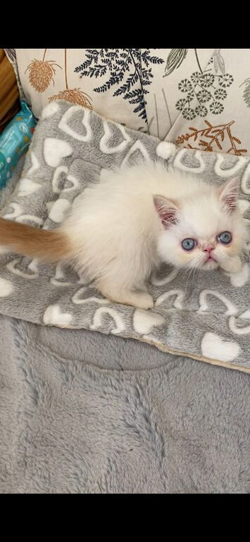 Super GCCF Registered Kittens - &pound;950