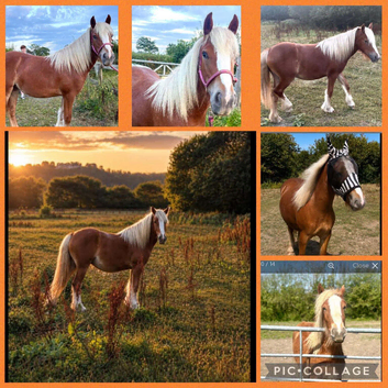 Traditional cob filly