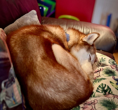 Huskamute