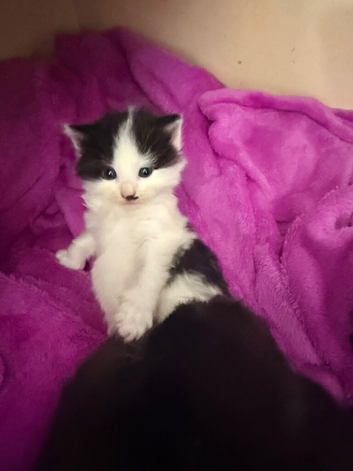 2 beautiful Ragdoll cross tuxedo kittens