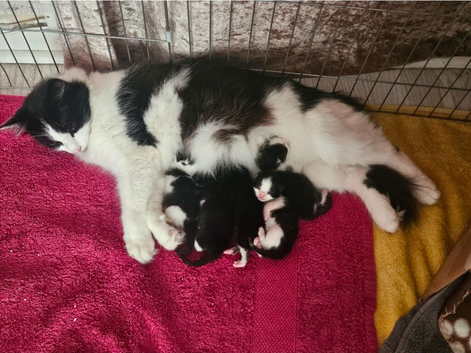 Kittens