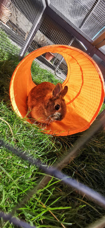 Beautiful Netherland dwarf bunnies