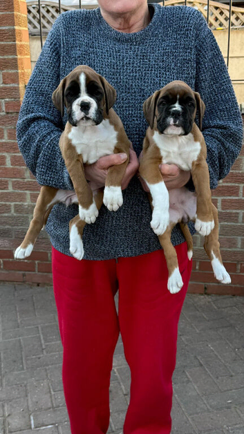 FIVE STAR BREEDER of lovey boxer puppies