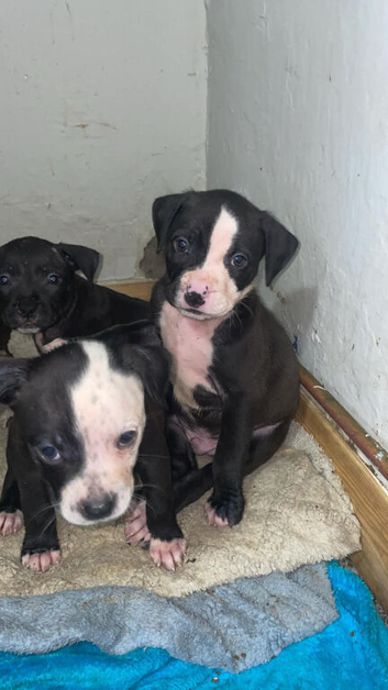 3 month old puppy for sale