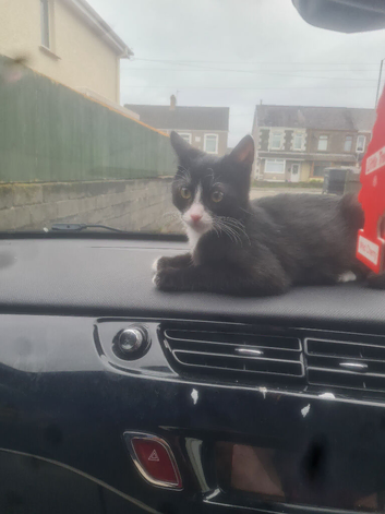 1 yr old cat for sale