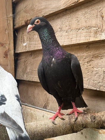 North London Pigeon for sale