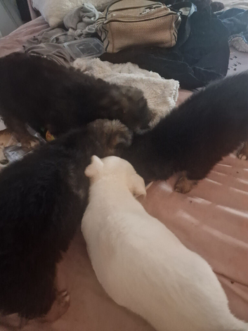 4 Jack Chi puppies for sale