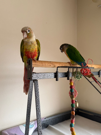 Beautiful Male & Female Conure Parrots for Sale - &pound;500 ONO