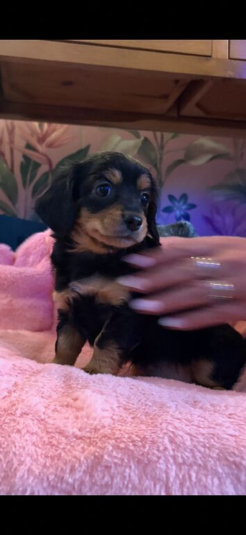 3 chaweenie pups