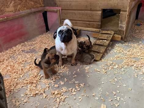 Dachshund x pug