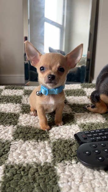 Boy chihuahua