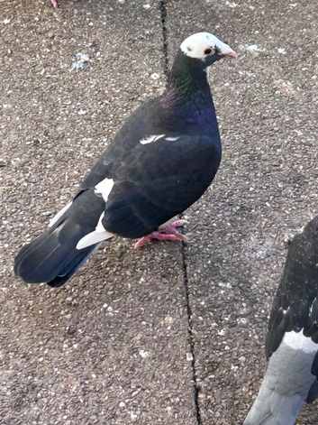 Healthy Colourful Racing Pigeons