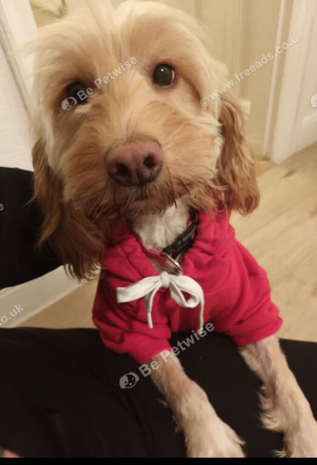 Cockapoo female