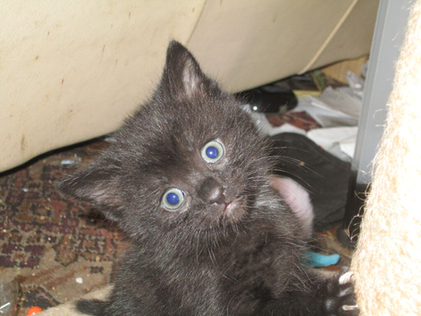 5 Black Kittens; males and females.
