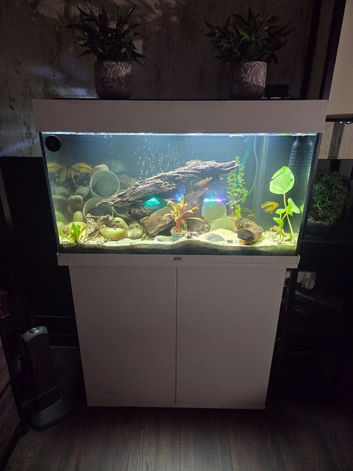 3ft Juwel tank and fish