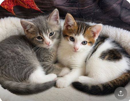 Siberian mix Persian kittens