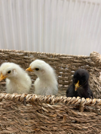 New Chicks ready for new home