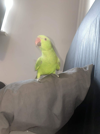 Green Ringneck - Comes with cage, food, toys